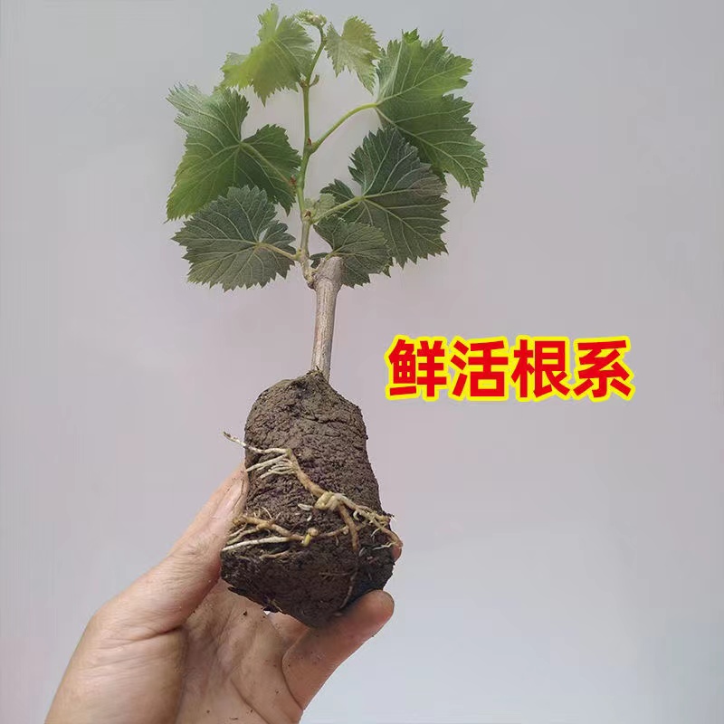 a粉丝福利a粉丝福利a粉丝福利葡萄树苗阳光玫瑰妮娜皇后蓝宝石葡