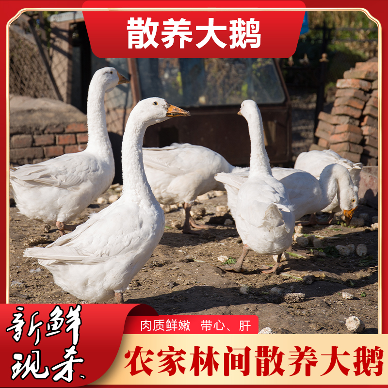 农村散养大鹅净重约6-7斤 整只现杀青年鹅 顺丰冷链包邮 送料包