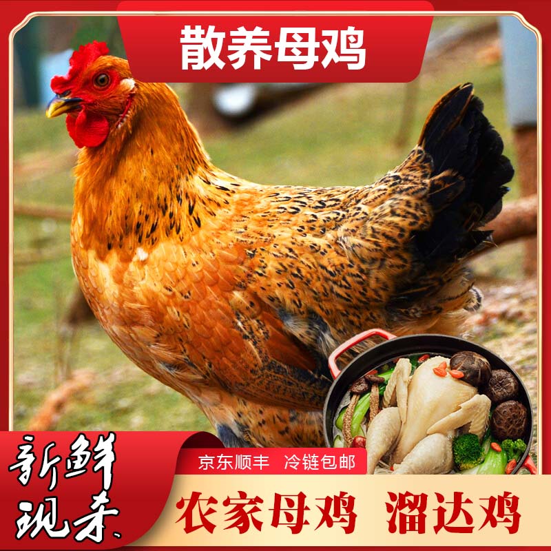 买一送一农村散养黄油母鸡新鲜土鸡 顺丰京东冷链发货 2只净重5斤