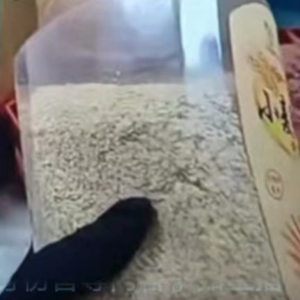 主播推荐 小麦胚芽 户外用品旅行美发用品旅行发卡