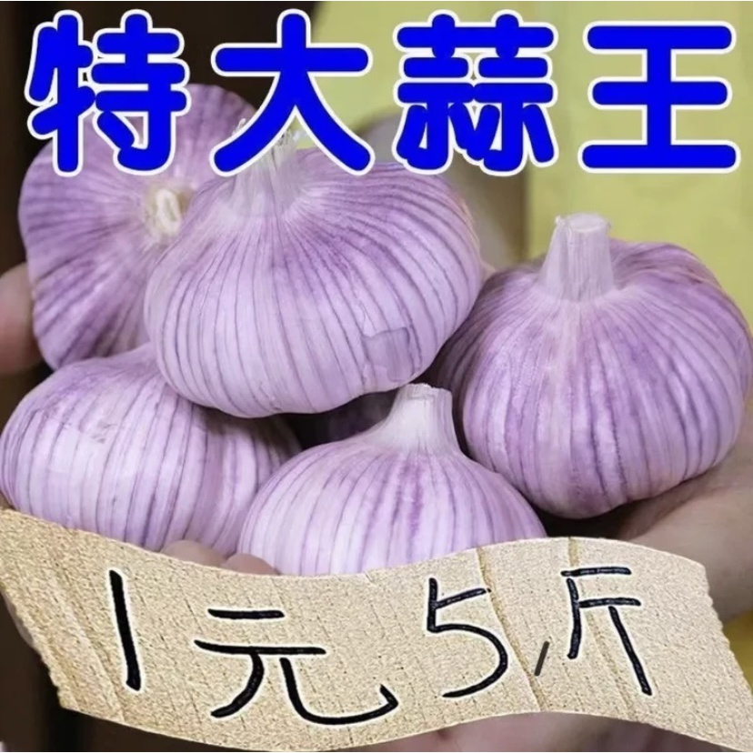 正宗包邮】新干蒜应季干净辣味5斤批发紫皮大蒜头蒜瓣自种100克