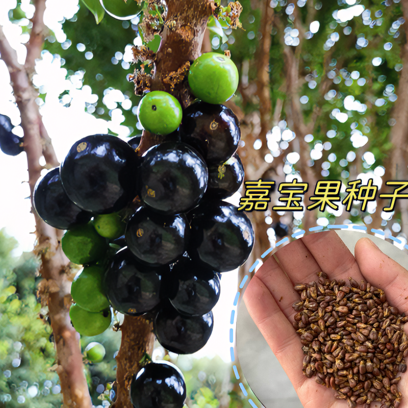 【嘉宝果种子】四季播种阳台盆栽小院种植高产水果沙巴嘉宝果种子