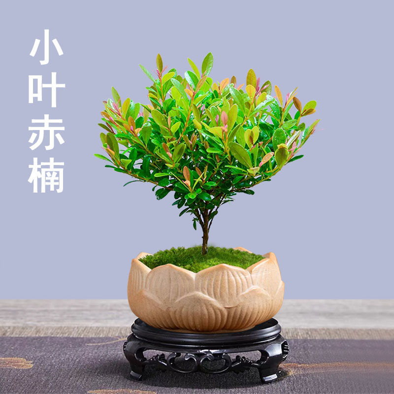 小叶赤楠盆栽四季常青好养办公室客厅室内桌面观叶植物红芽盆景