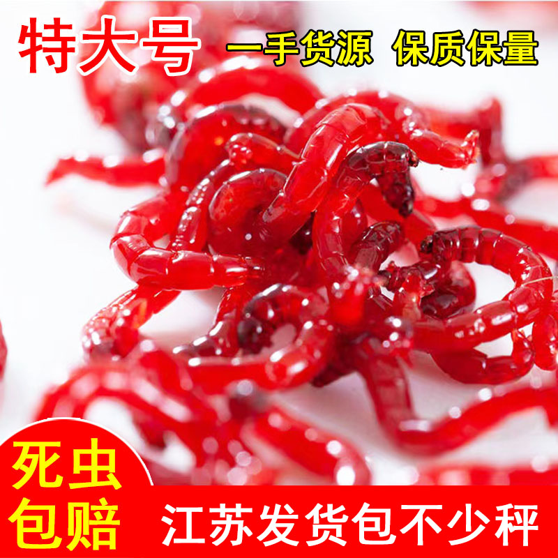 鲜活红虫特大号公虫活体活饵饵拉鲫鱼野钓饵料蚯蚓鱼饵新鲜红虫