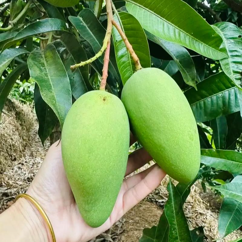 云南酸脆芒果四季芒(送糊辣椒）