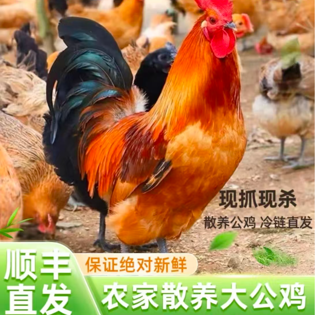 农家散养跑山鸡土鸡套脚环现拍现杀顺丰包邮送货到家云南次日达鸡肉同城送
