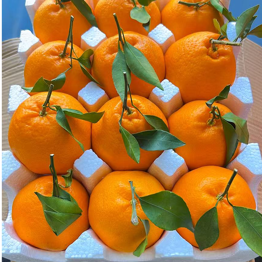 四川正宗春见耙耙柑新鲜应季水果爆汁自然成熟5/9斤产地直发