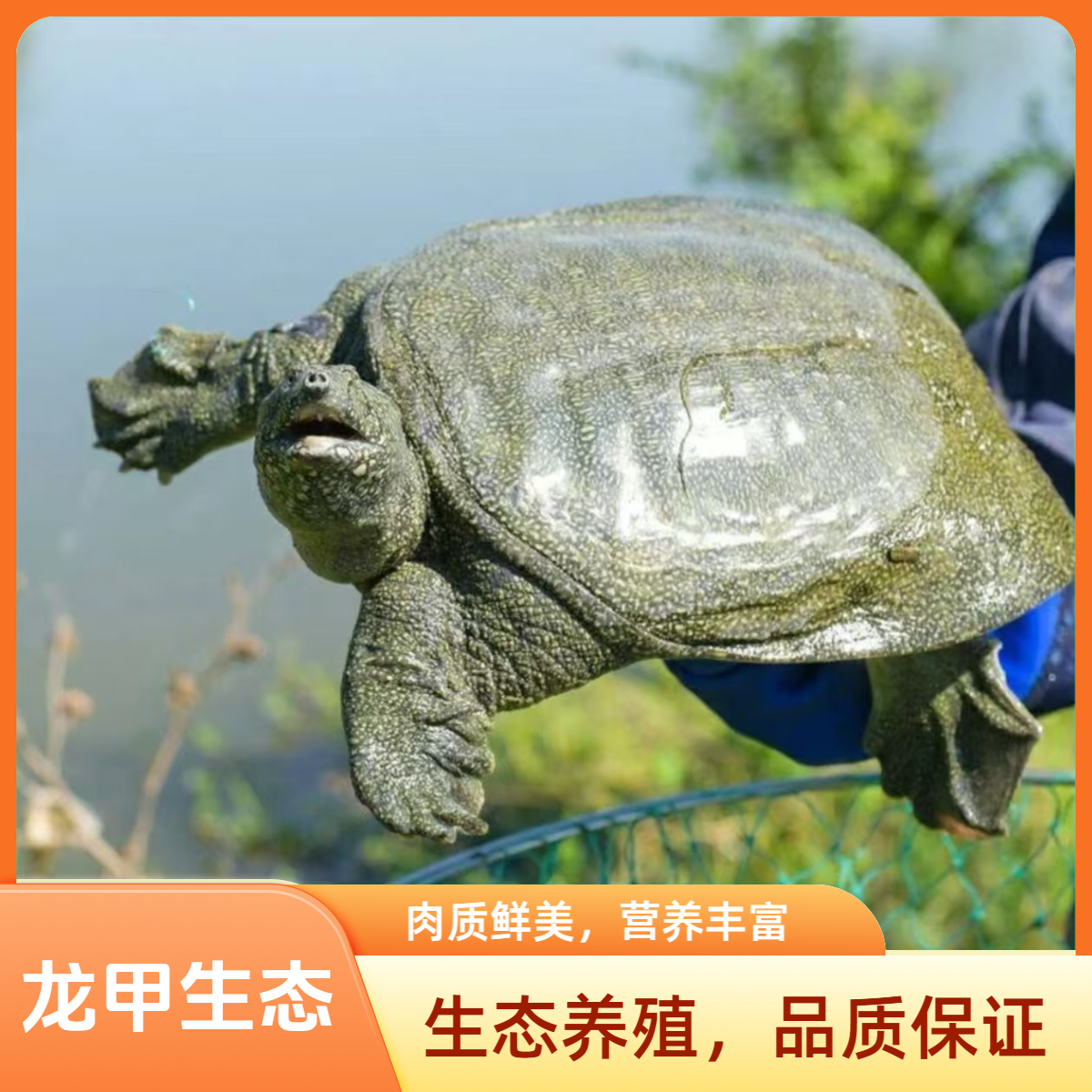 生猛青黑花甲鱼两只共4-5斤生态甲鱼老鳖水鱼团鱼顺丰冷链到家
