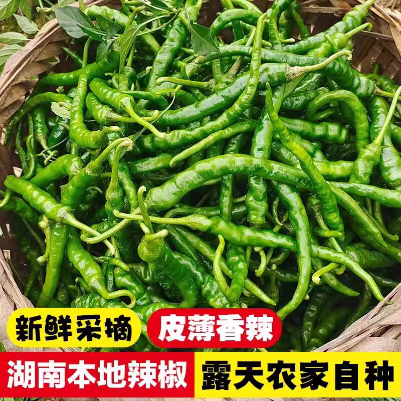 高山老品种新鲜辣椒。