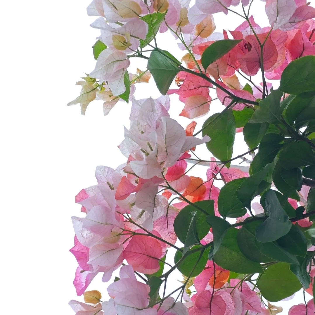 【原生橙口红】三角梅勤花三角梅新品好养活阳台室内原盆原土根系好