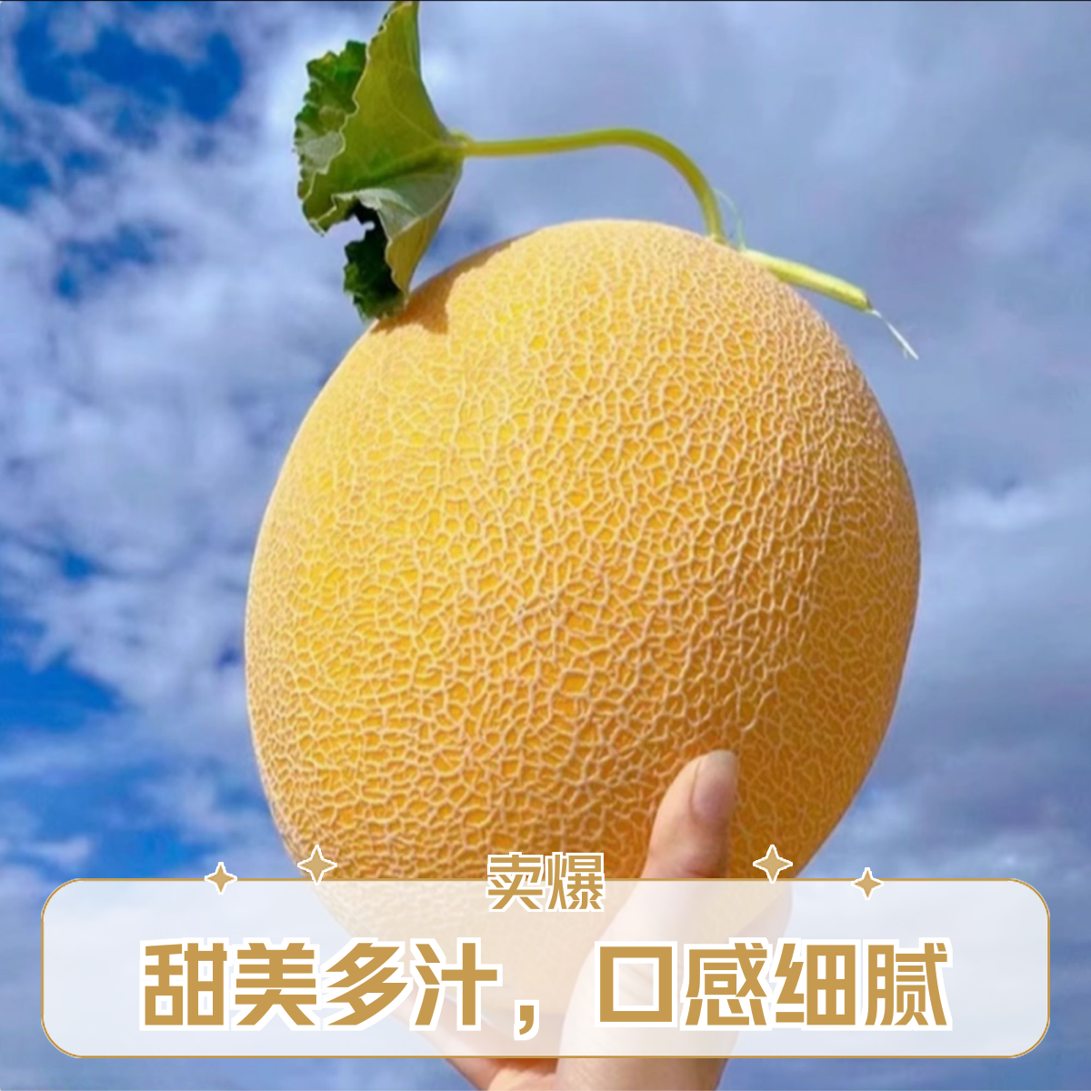 【顺丰次日达】新鲜现摘现发新疆金色年华哈密瓜LZX精品爆甜皮薄新疆维吾尔自治区