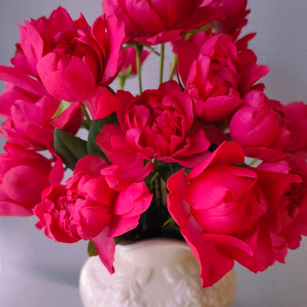 【一品花集】【石榴汁】稀有多头玫瑰（注意：带包装醒花哦~）