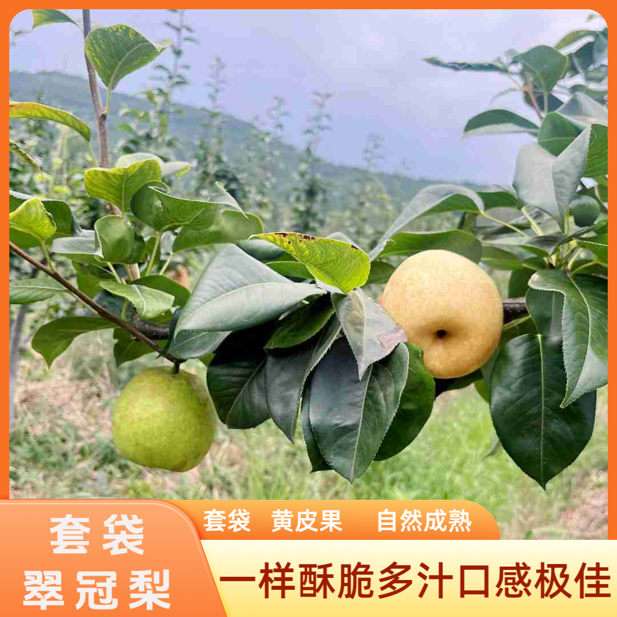 四川广元农家翠冠梨（套袋黄皮果）酥脆脆甜多汁现摘现发包邮到家