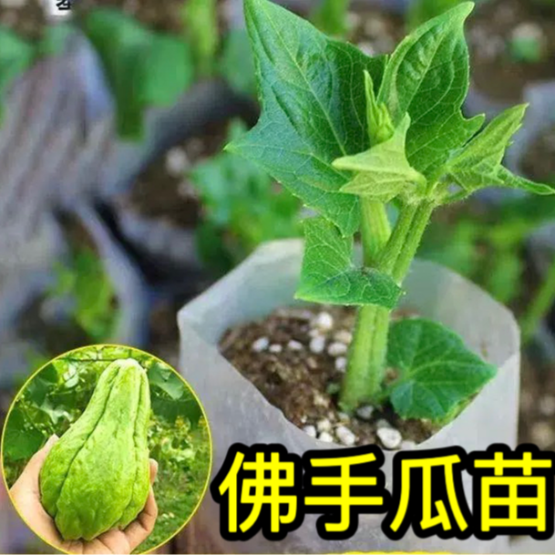 佛手瓜优质种苗 带芽带原土发货成活高适合家庭种植