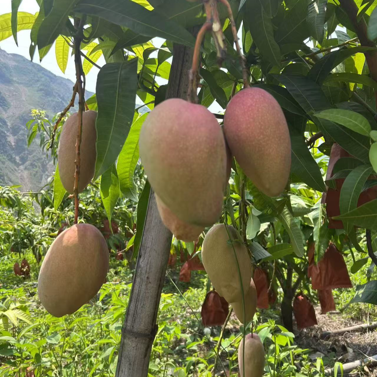 太阳之子（高山红玉文芒果四川高山红玉芒果无丝无筋高山露天种植