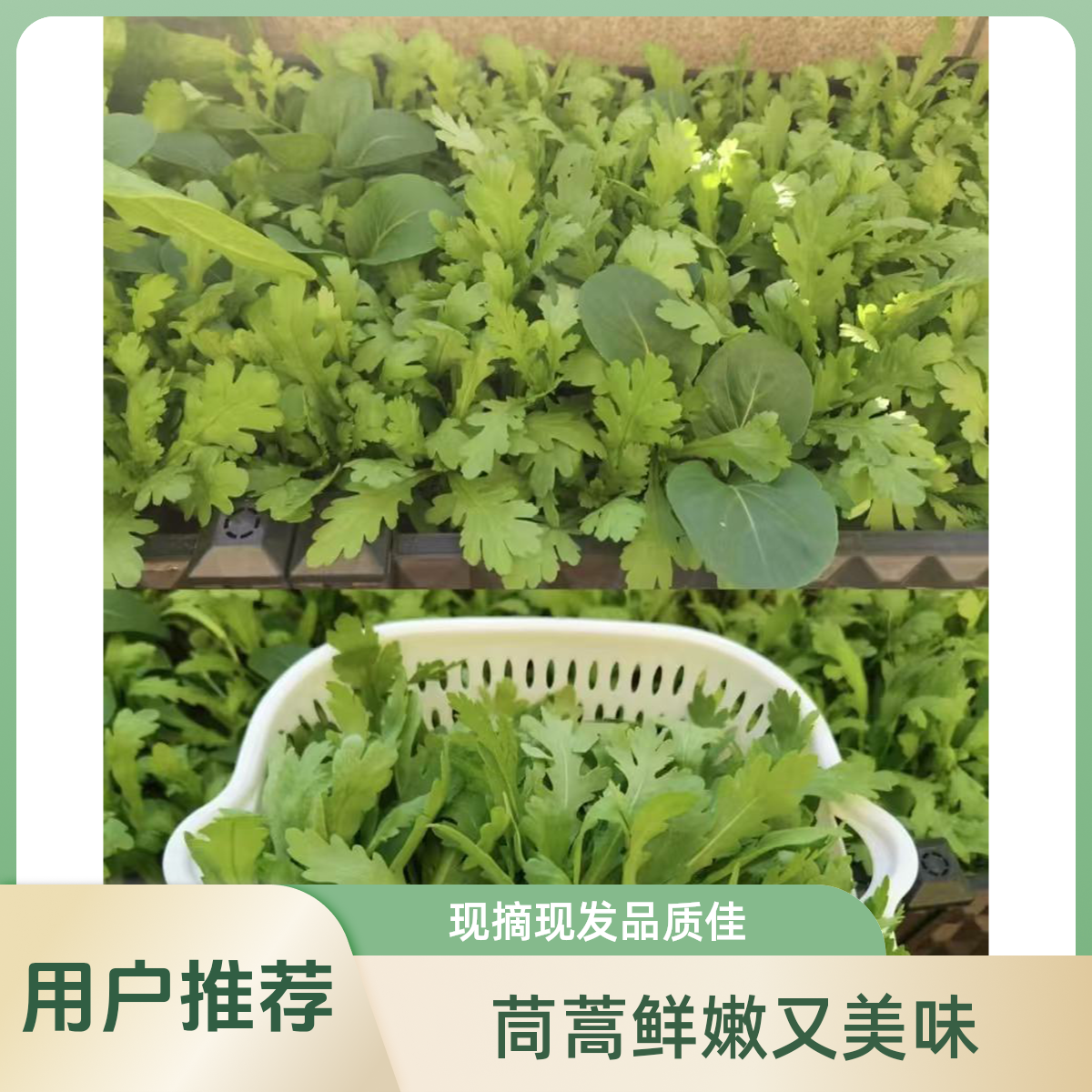 头茬韭菜现割现发——大叶茼蒿现摘现发——小芹菜现摘现发