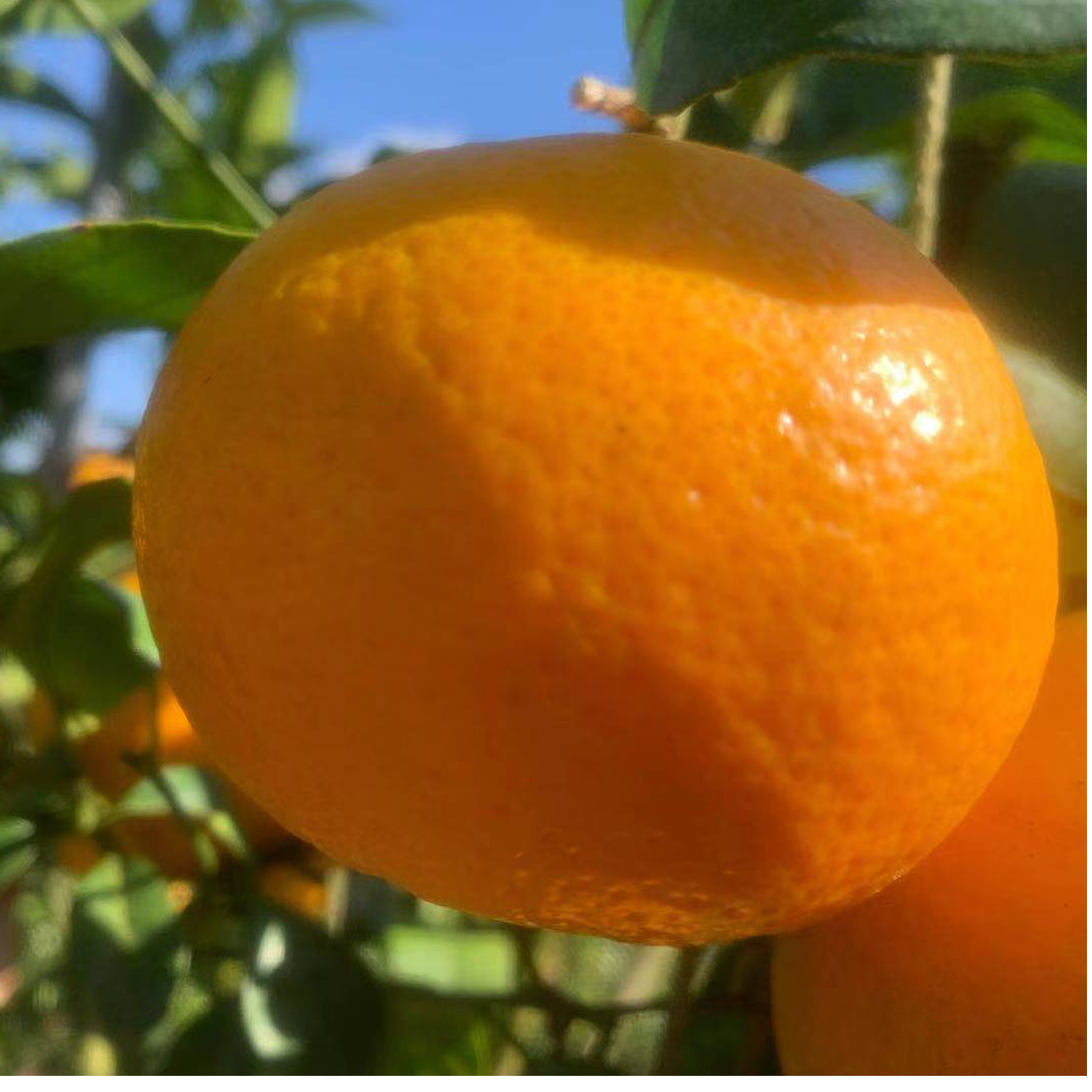 正宗沃柑时令水果脆甜多汁新鲜采摘皮薄肉厚高山丑沃柑产地直发