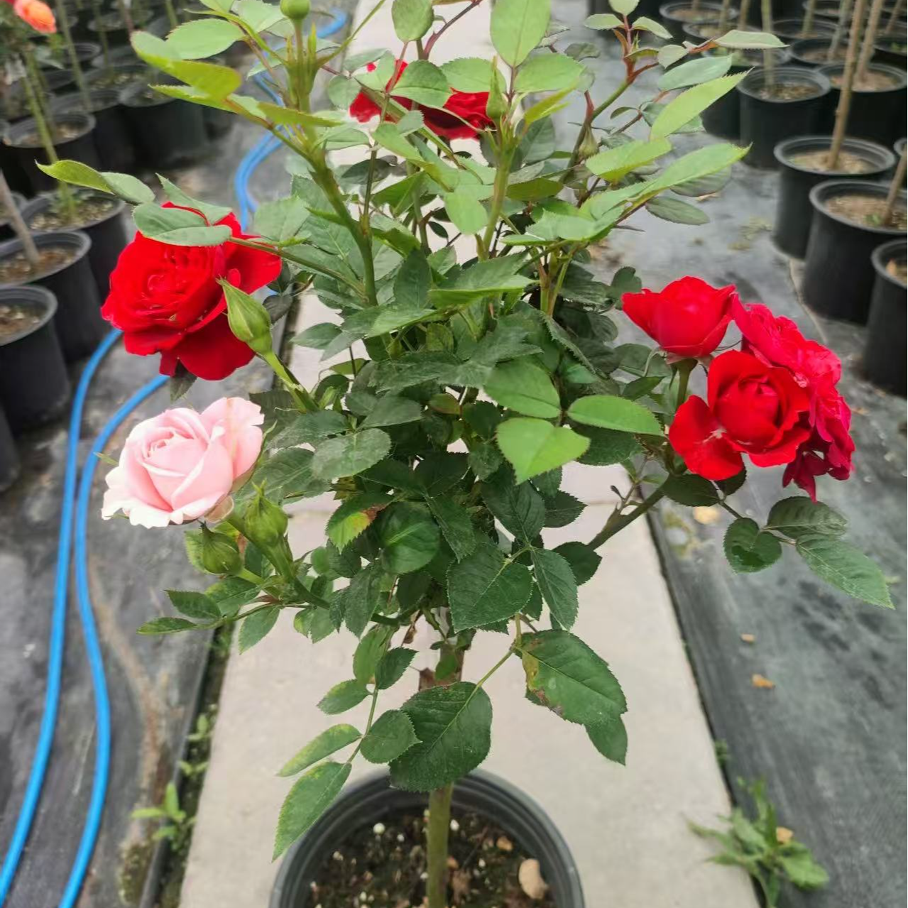 京东快递多色月季多个品种带花带花苞花卉盆栽阳台庭院四季开花