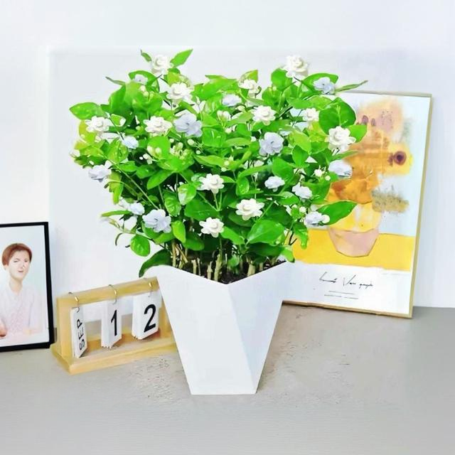 【带花苞】茉莉花盆栽重瓣浓香四季开花好养室内外阳台驱防蚊绿植