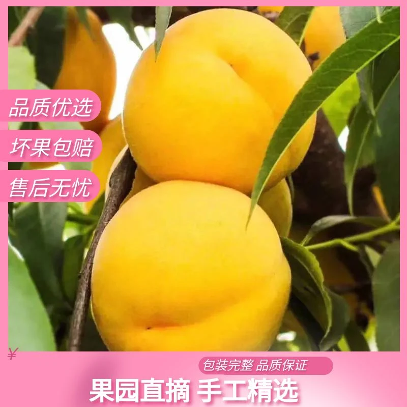 山地现采现发蒙阴锦绣黄桃香甜爆汁当季新鲜黄桃
