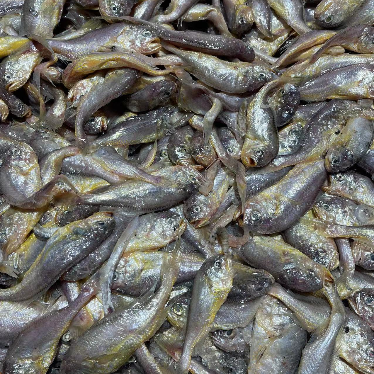 【顺丰】梅筒一斤（500g±30g）