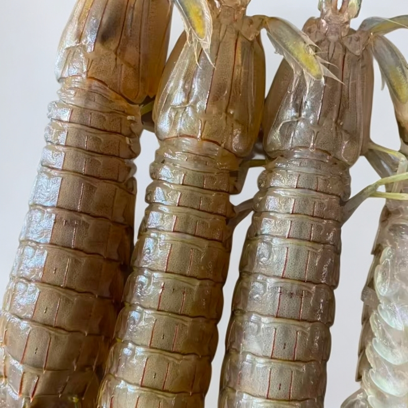 1现捕现捞单只15cm  顺丰冷链现拍现发 笋笋笋