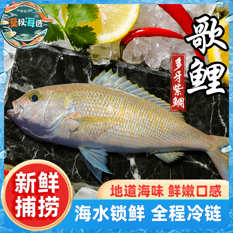 野生多牙紫鲷歌鲤南海渔民钓口鲜活速冻锁鲜清蒸红烧香煎