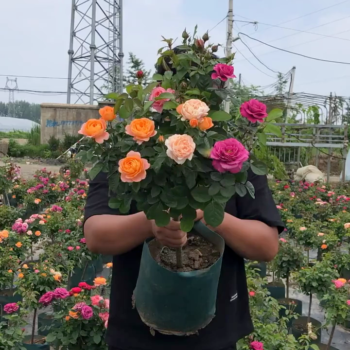 京东快递多色棒棒糖月季苗阳台带花带花苞庭院盆栽四季开花花卉
