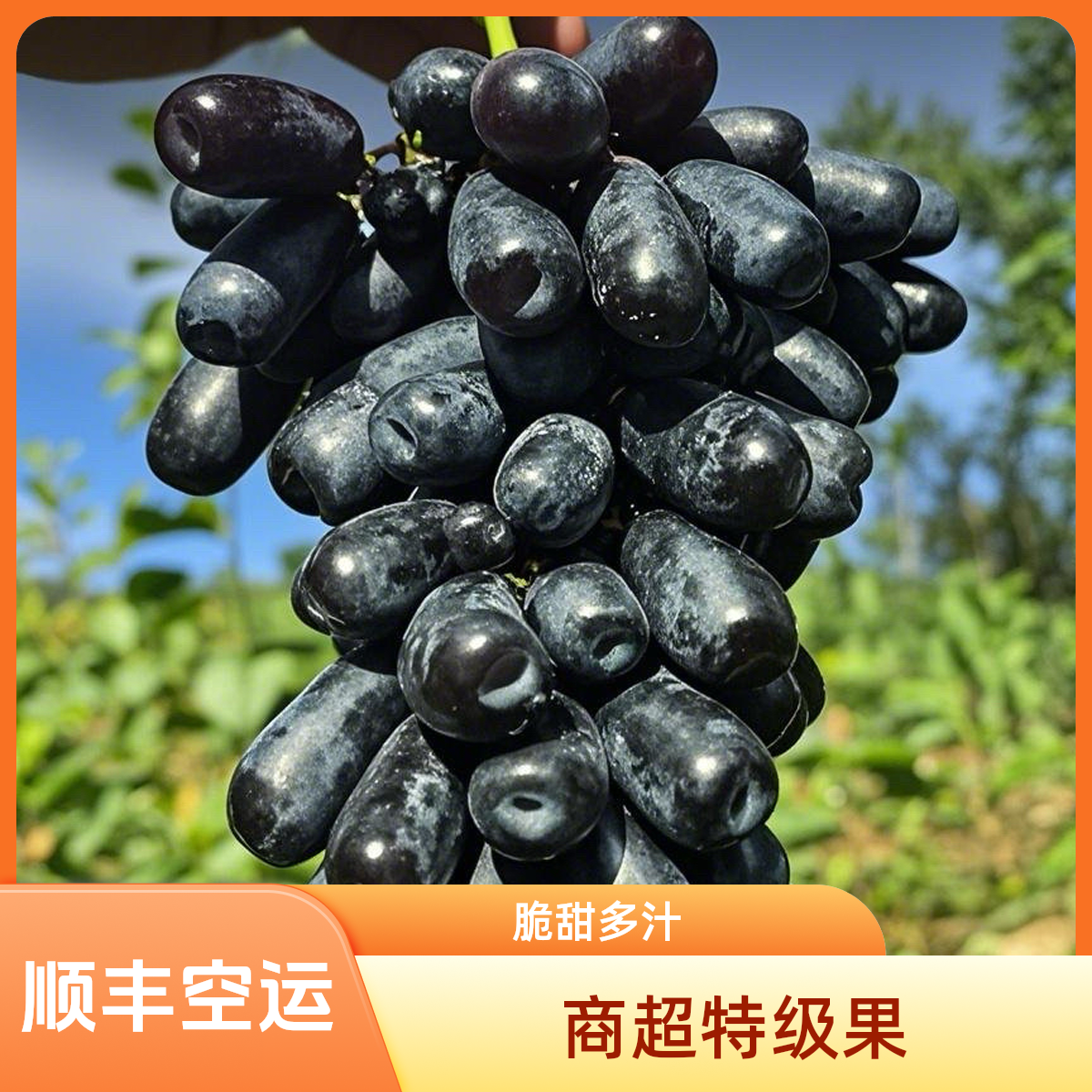 5【4斤蓝宝石】凉山蓝宝石葡萄精品原装小粉框脆甜无核无籽不吐皮顺丰空运四川省