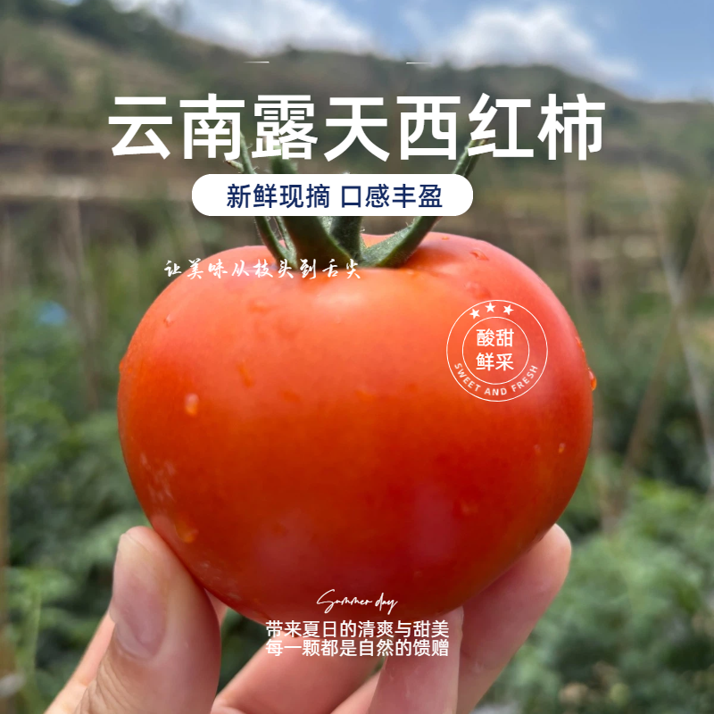 【坏果包赔】高原露天沙瓤西红柿新鲜采摘正宗老品种番茄生吃带籽