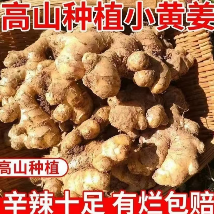 罗姜缘云南罗平小黄姜生姜辛辣鲜香1斤/9斤高山种植