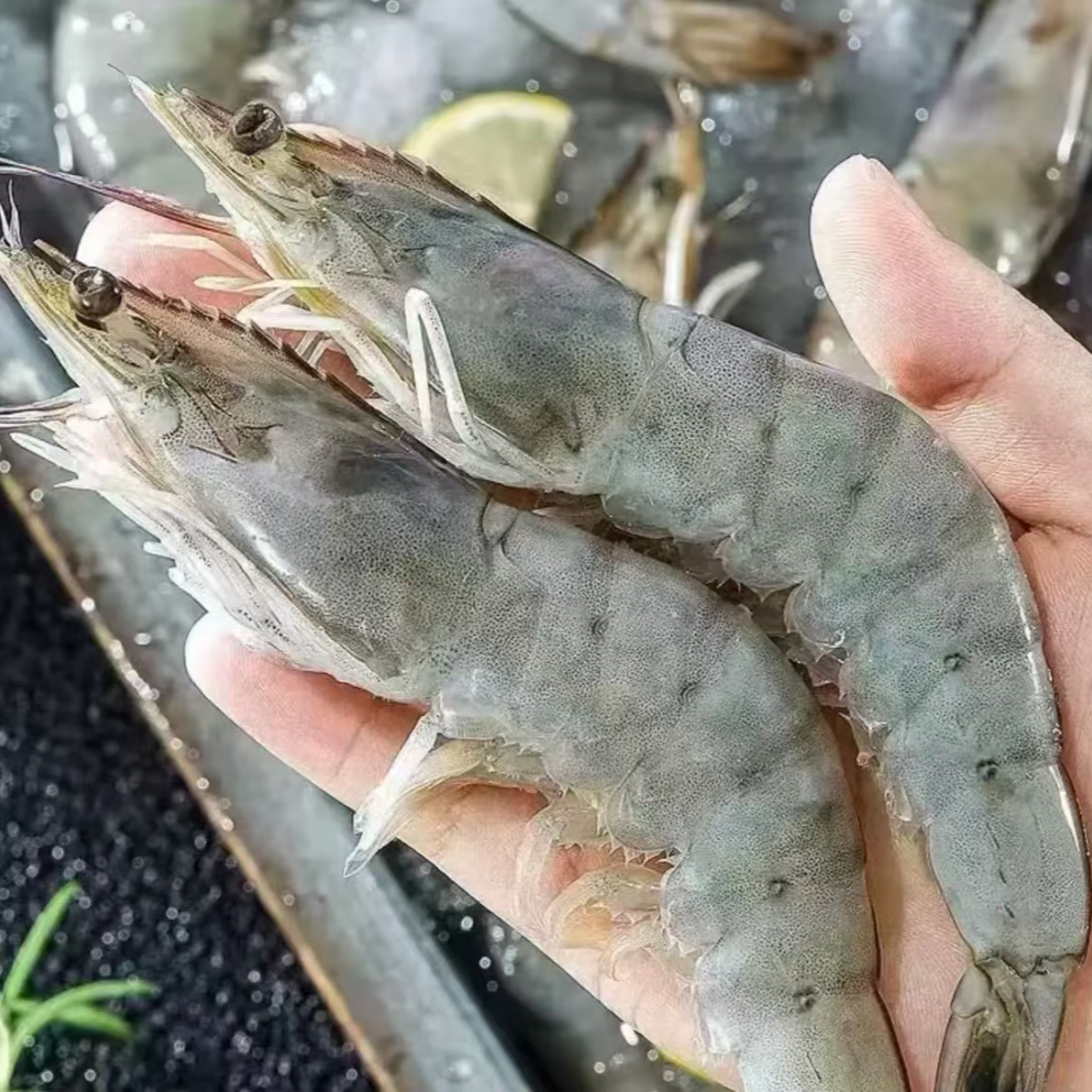 大号规格海虾 活虾速冻顺丰冷链 到手5斤 肉质紧实