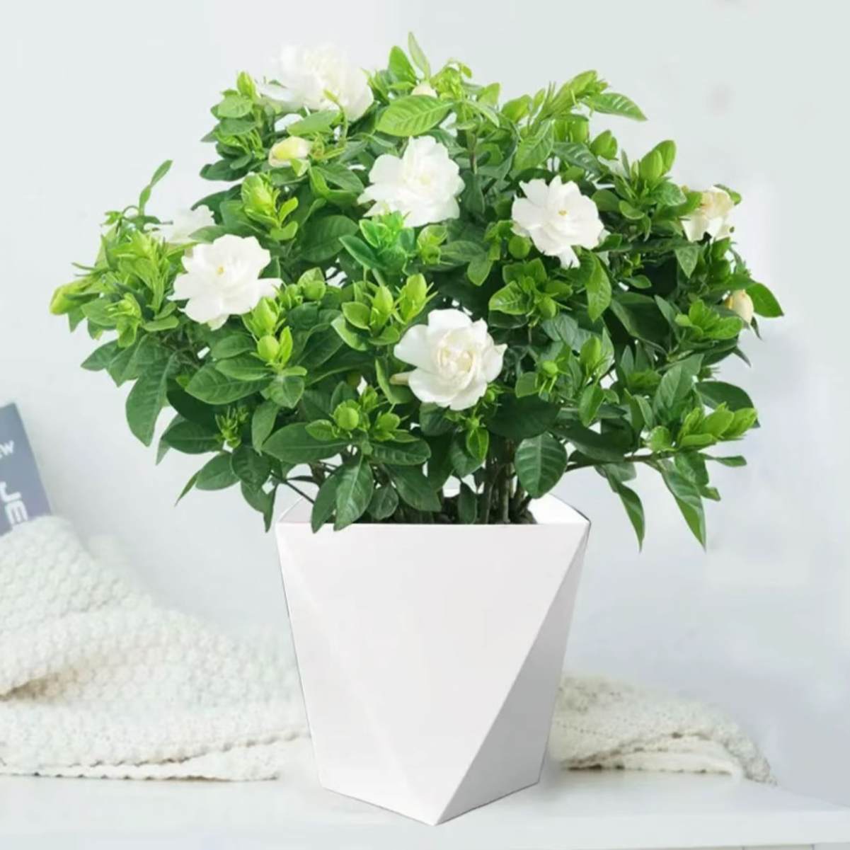 【带盆栀子花】浓香型盆栽绿植花卉植物室内客厅阳台庭院四季好养