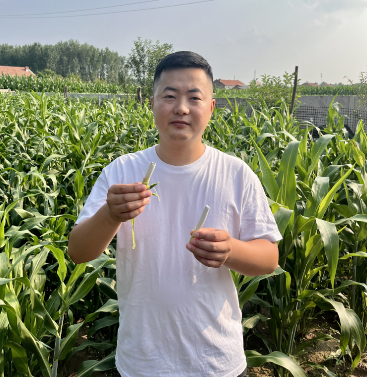 东北二茬高粱乌米 现采现发【顺丰包邮】