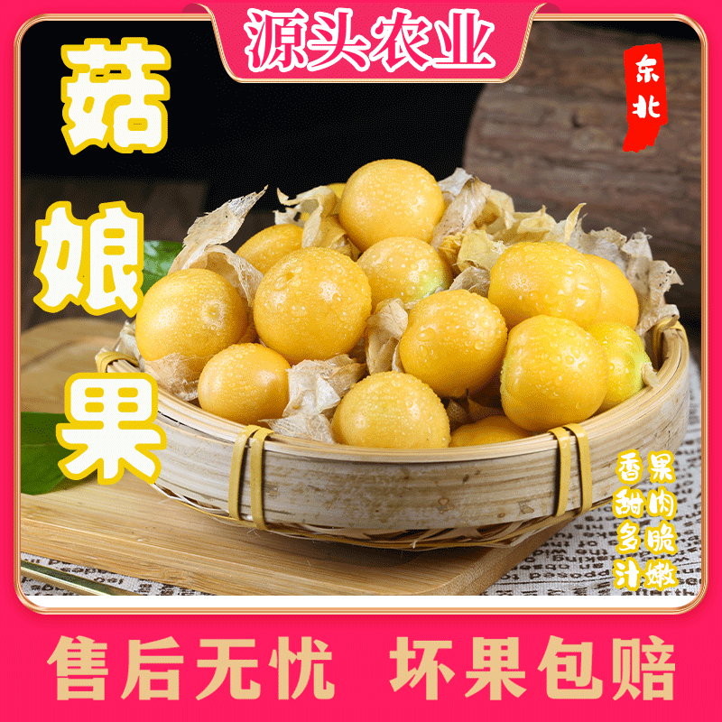 【东北菇娘果】当季水果香甜多汁灯笼果菇娘果0.5斤/1斤 S