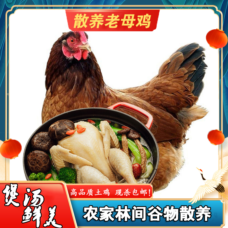 买一送一正宗农村生态散养真黄油老母鸡新鲜现杀土鸡 2只净重4斤