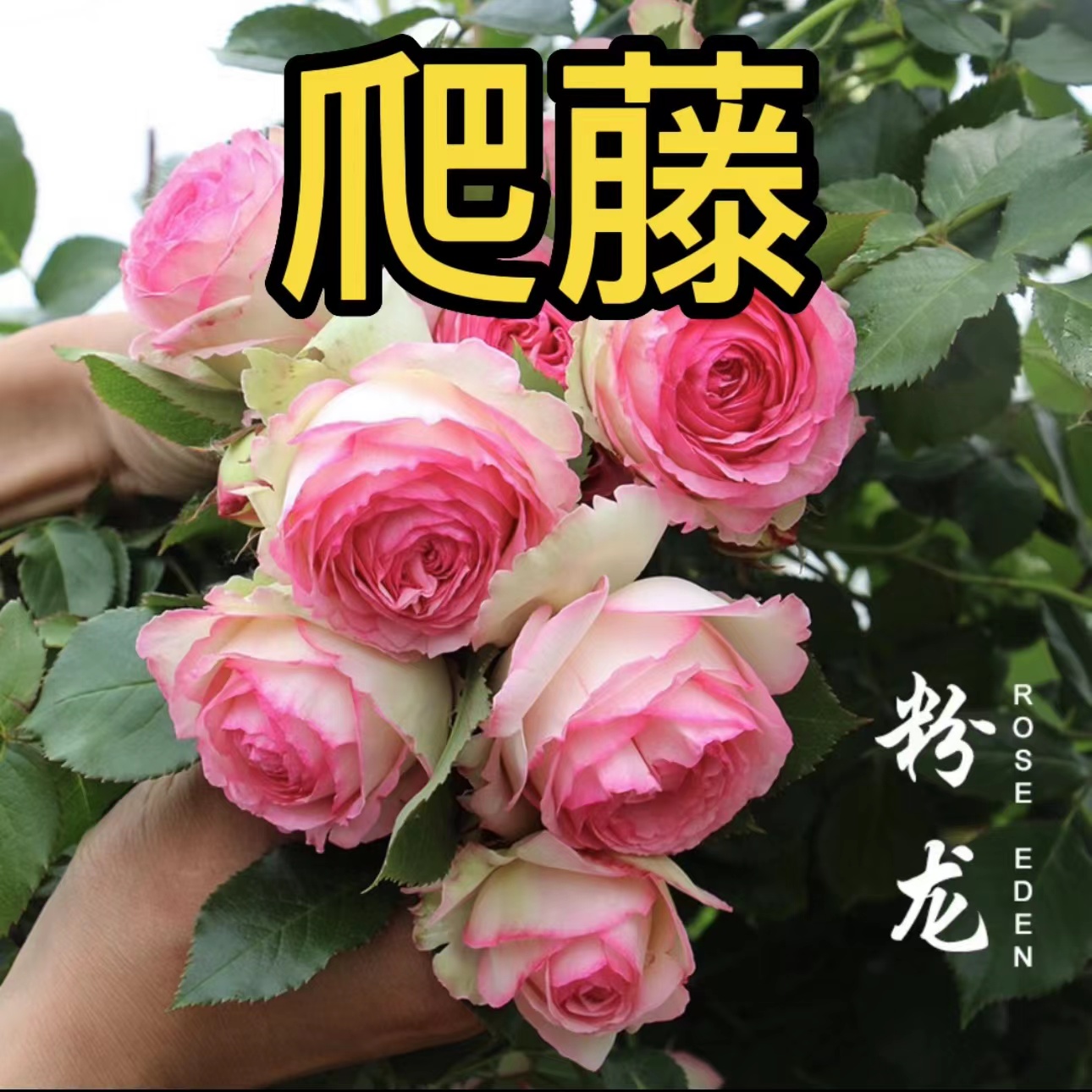 爬藤月季【老桩苗】藤本月季花苗蔷薇花苗庭院盆栽四季循环开花