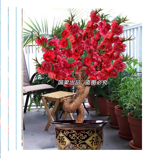 青青寿星桃梅花苗造型盆景苗  盆栽地栽耐寒花卉带花苞带土球发货