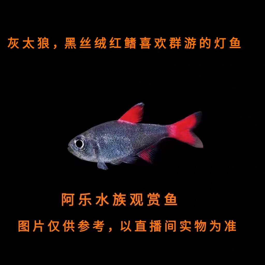 阿乐水族  灰太狼  小型热带观赏鱼