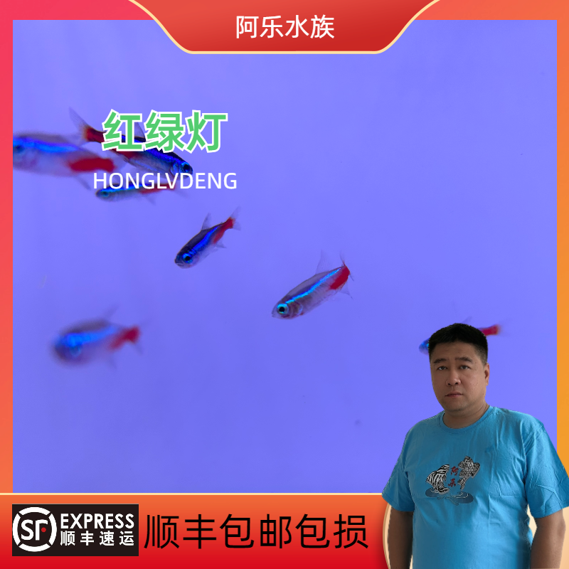 观赏鱼 可卡 热带小型观赏鱼