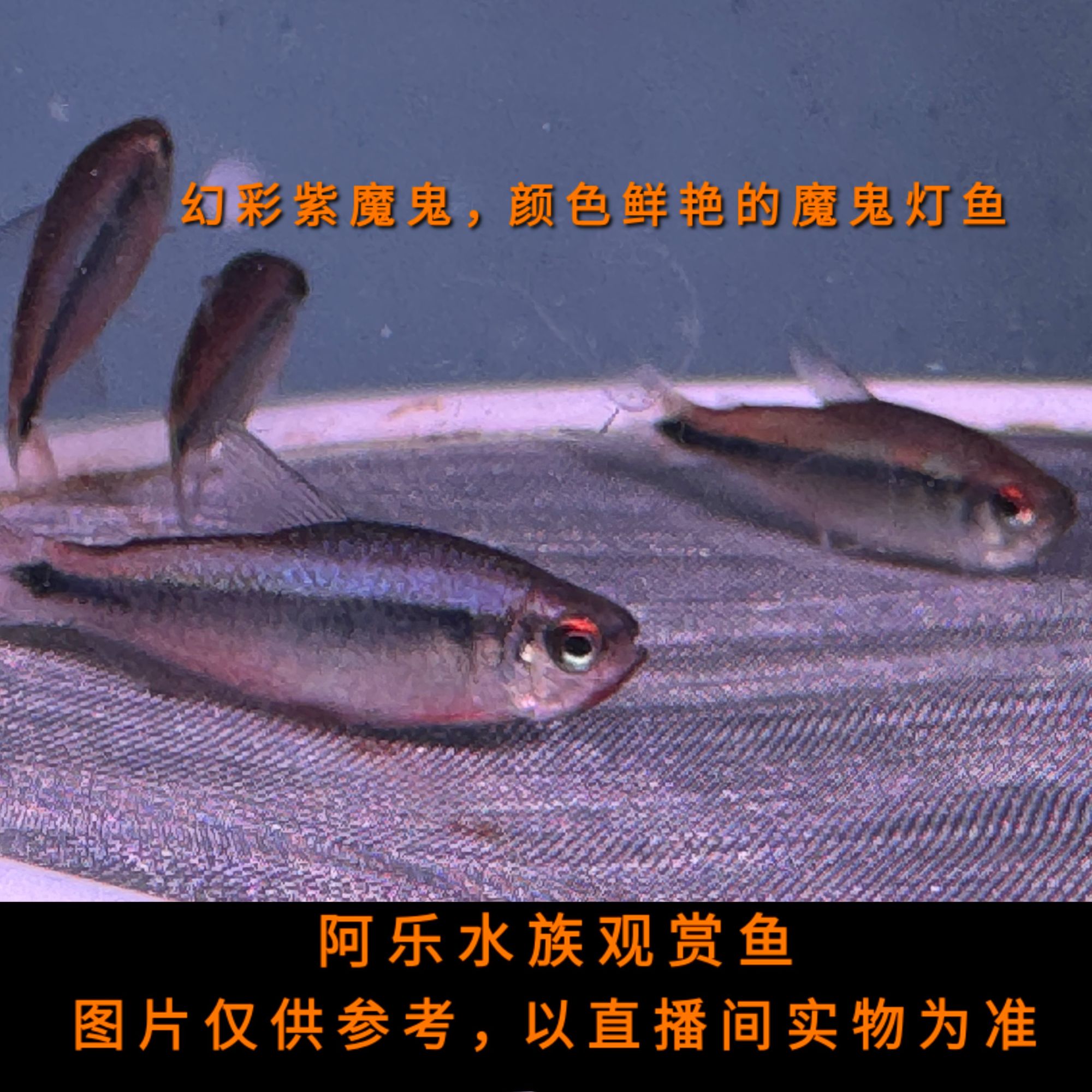 阿乐水族  幻彩紫魔鬼  小型热带观赏鱼