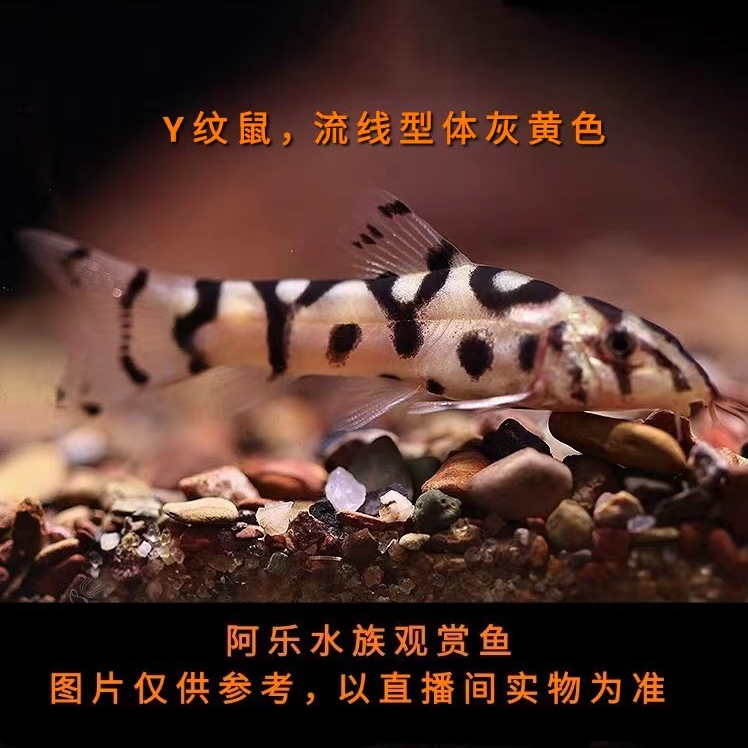 阿乐水族  Y纹鼠  小型热带观赏鱼