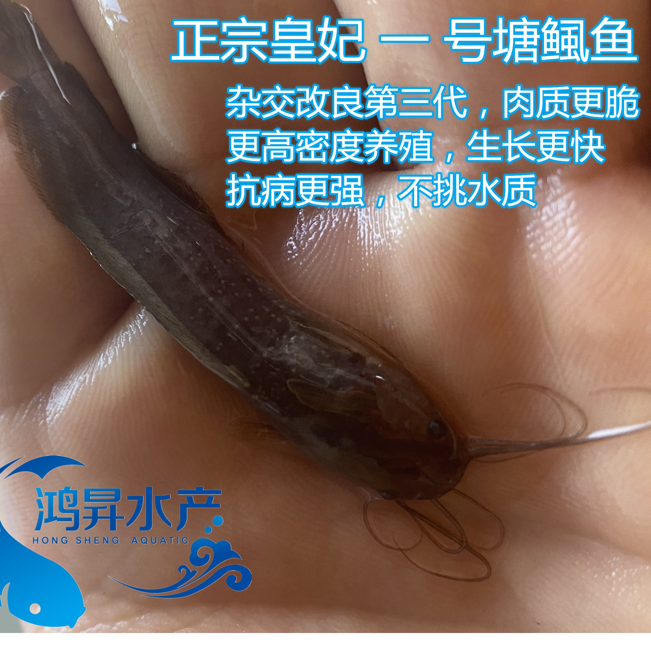 鱼塘养殖土塘鲺包邮包活本地