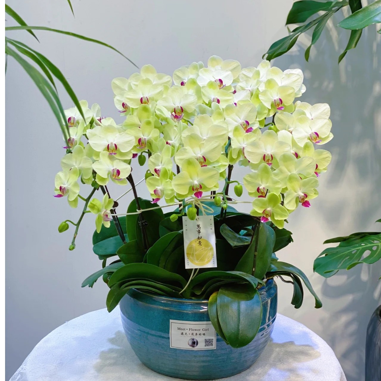 阿竹专属【沙西米-带花剑】3.5寸杯大花型蝴蝶兰-凑满三颗包邮