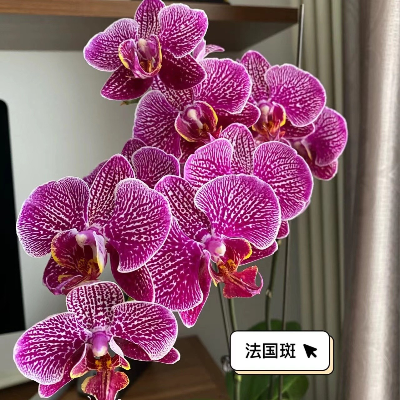 【阿竹-法国斑苗苗】2.8寸杯苗中大花型-任意凑满三颗包邮