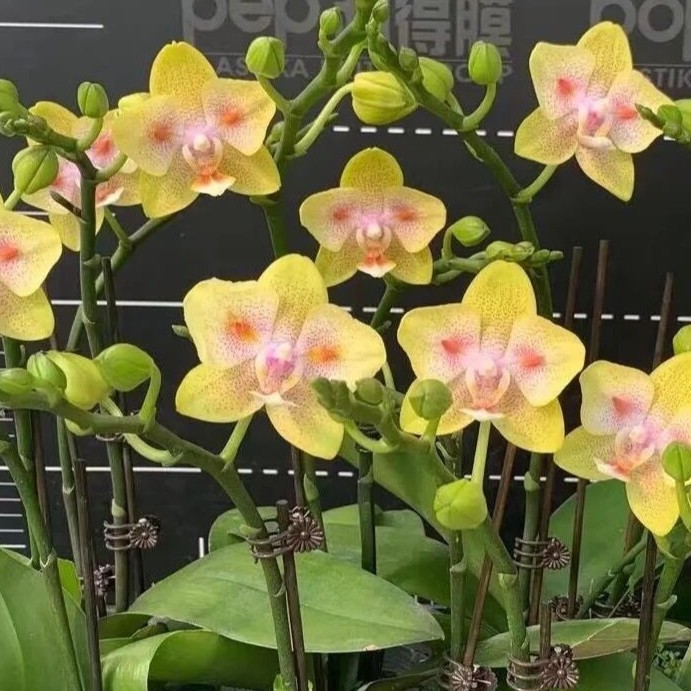 【阿竹-海绵宝破壳】蝴蝶兰2.8寸杯带香小花型丰花全场满三十