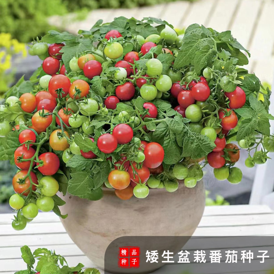 5.99元两包【矮生番茄种子】阳台蔬菜可观赏食用小樱桃番茄种子简单