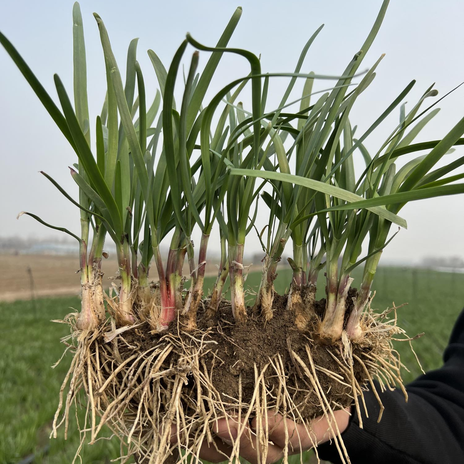新韭菜根苗 现挖紫红根宽叶阳台盆栽四季种菜韭菜籽苗韭菜根种植L