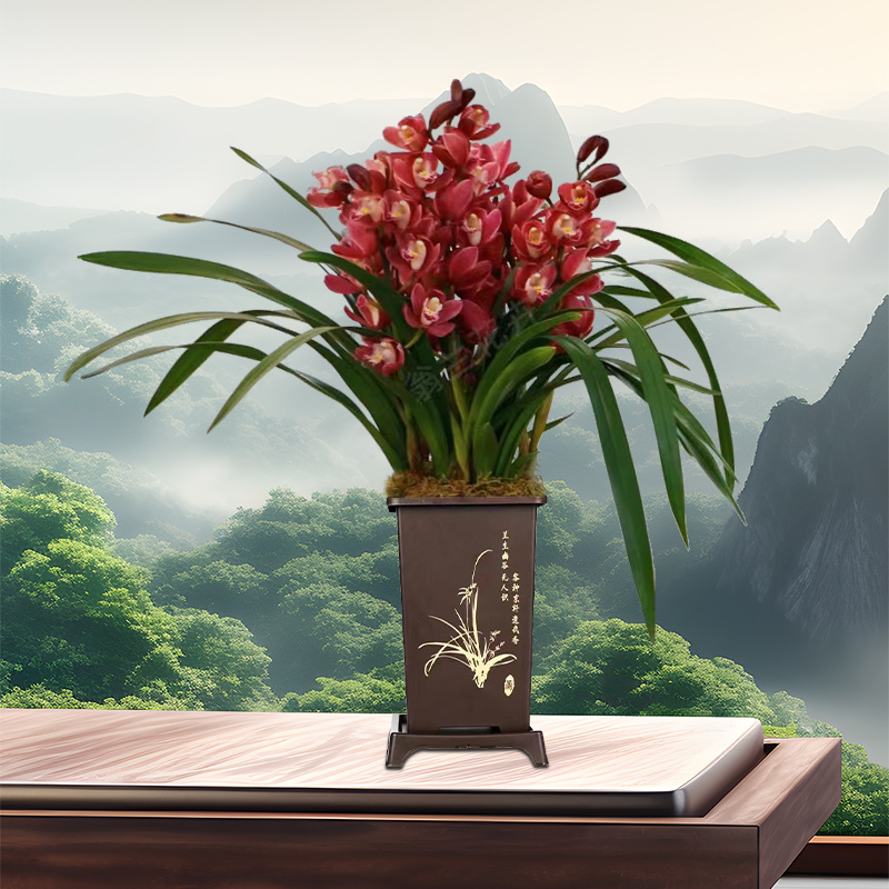 《精品》红宝石兰花年宵大红花现带花苞出售红宝石浓香盆栽大花蕙兰