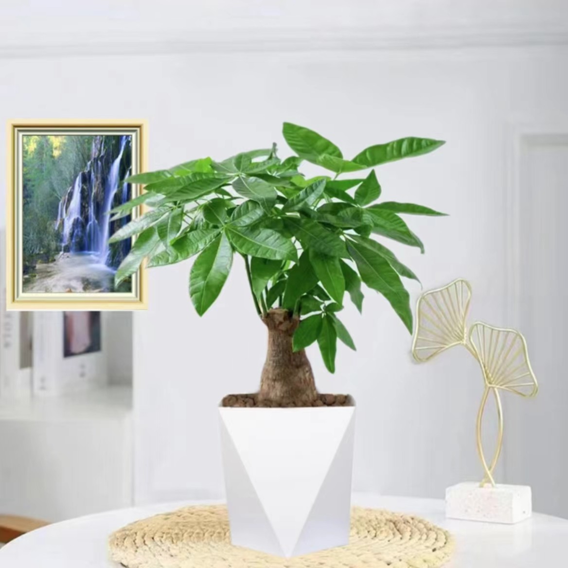 大象腿发财树盆栽植物室内外客厅绿植四季常青办公室好养招财绿植
